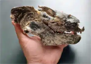 Descoberta de Novo Mamífero Pré-Histórico: A Nova Espécie que Revela a Diversidade dos Mamíferos Antigos