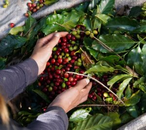 O Futuro das Transações Digitais: A Ascensão dos Pagamentos em Stablecoin nos EAU