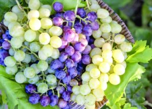 O Frescor do Verão: Início da Temporada de Uvas em Ras Al Khaimah!