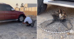 Um Resgate Comovente: Morador de Ras Al Khaimah Salva Gato Ferido